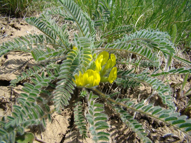 Astragalus exscapus photo 6
