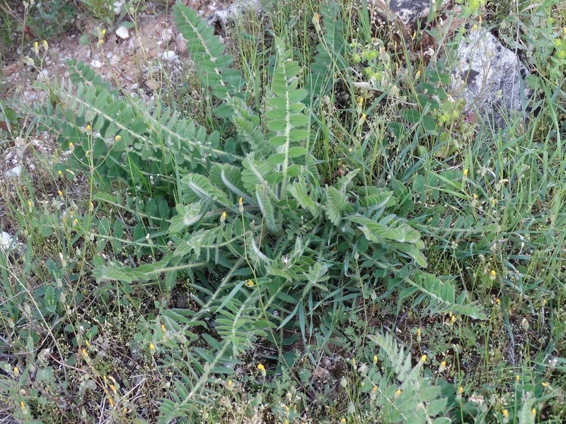Astragalus exscapus photo 7