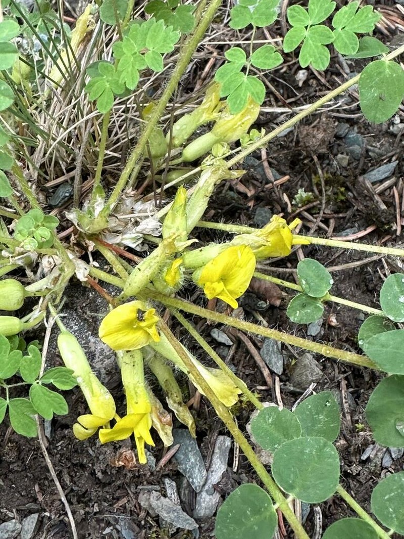 Astragalus exscapus photo 8