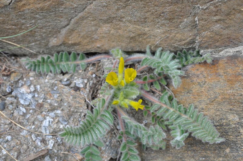 Astragalus exscapus subsp. exscapus