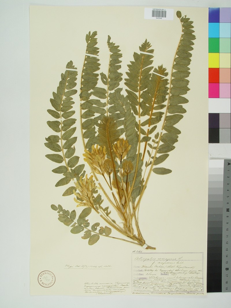 Astragalus exscapus subsp. exscapus photo 2