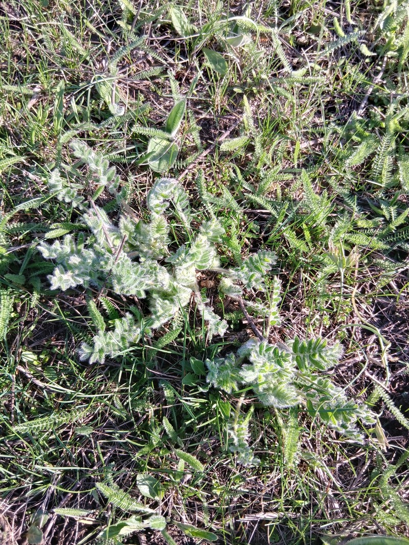 Astragalus exscapus subsp. pubiflorus