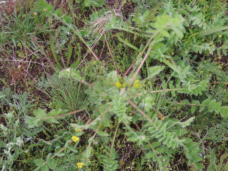 Astragalus exscapus subsp. pubiflorus photo 2