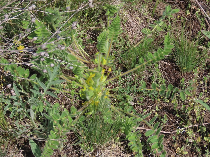 Astragalus exscapus subsp. pubiflorus photo 3