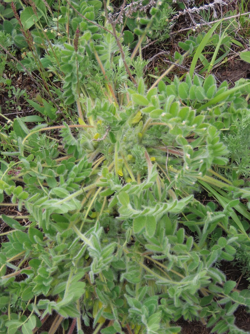 Astragalus exscapus subsp. pubiflorus photo 4