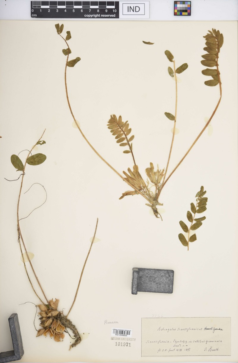 Astragalus exscapus subsp. transsilvanicus