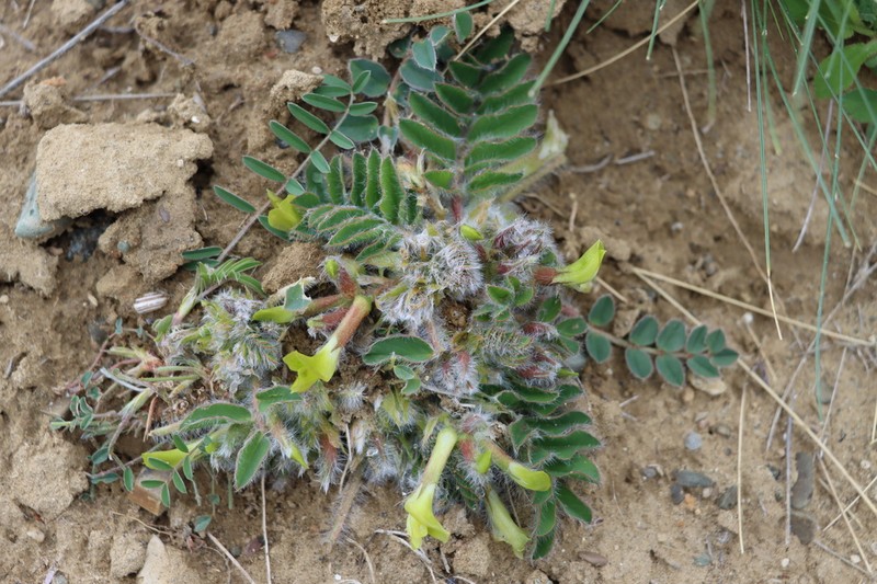 Astragalus fabaceus