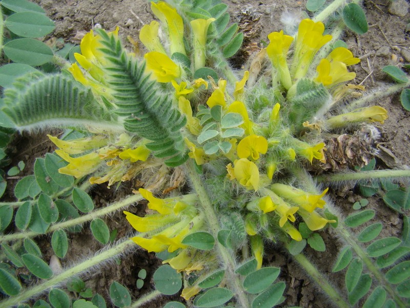 Astragalus fabaceus photo 2