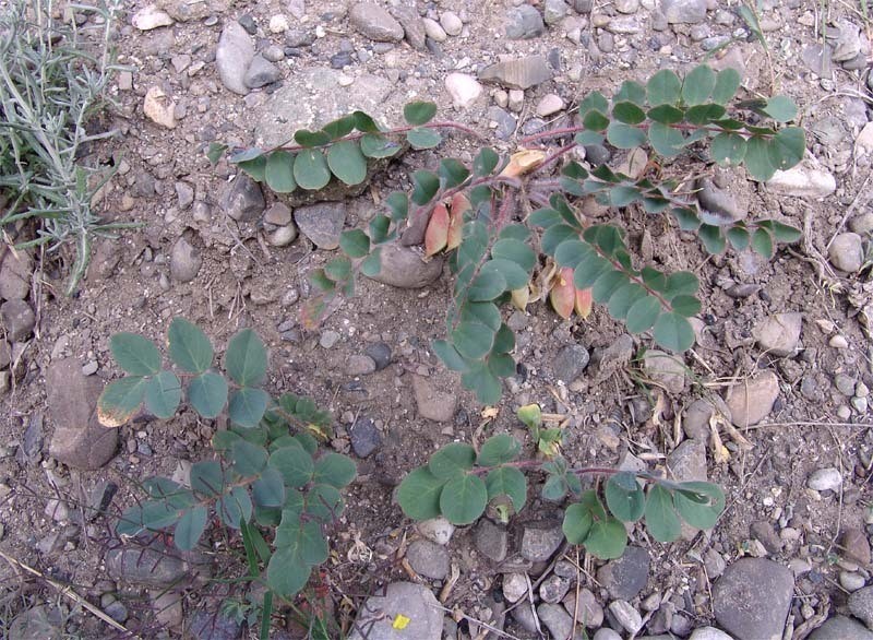Astragalus fabaceus photo 3