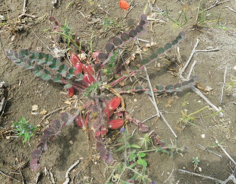 Astragalus fabaceus photo 4