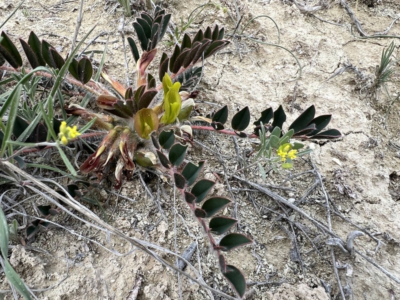 Astragalus fabaceus photo 5