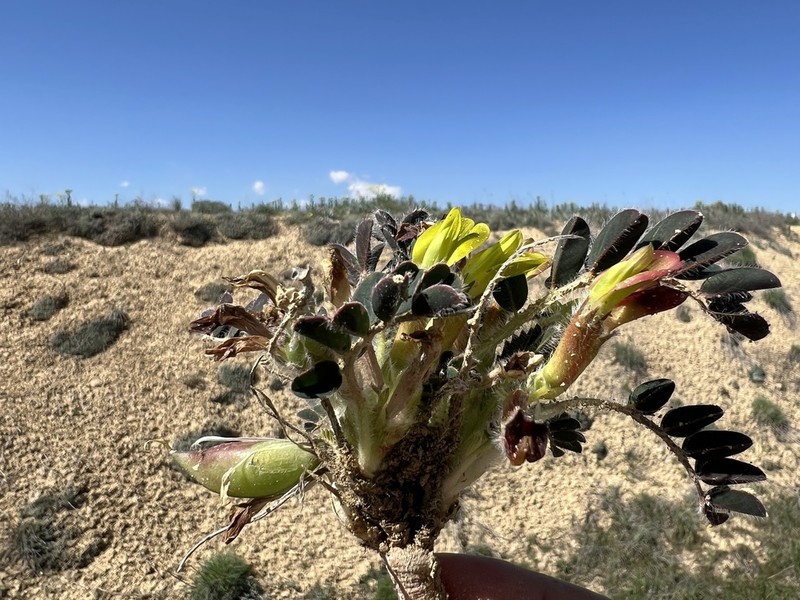 Astragalus fabaceus photo 6