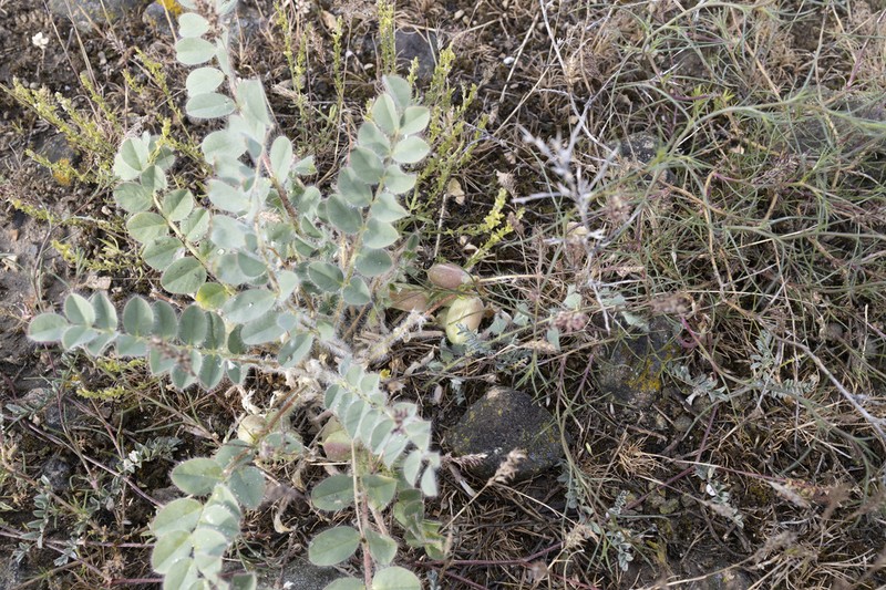 Astragalus fabaceus photo 7