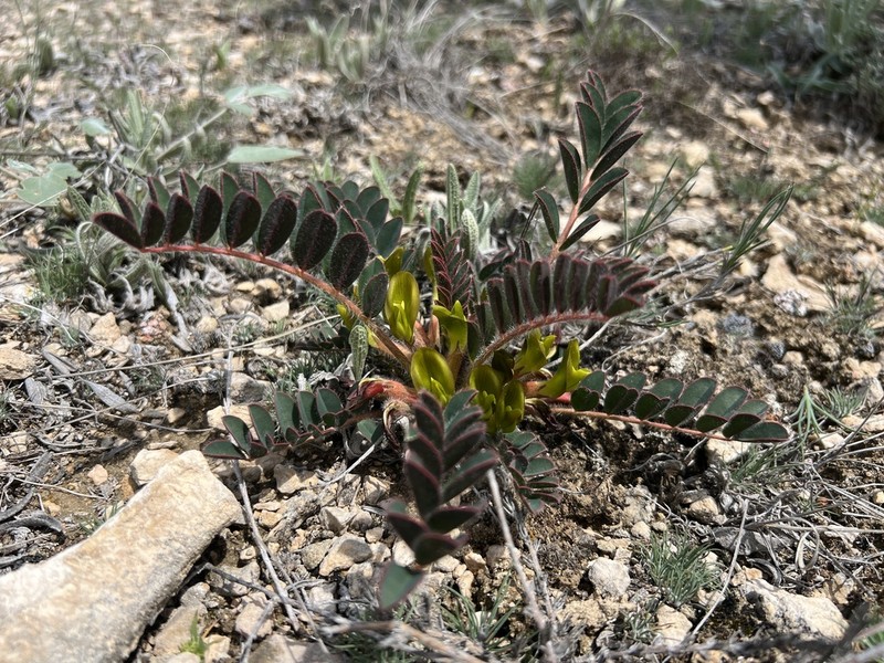 Astragalus fabaceus photo 8