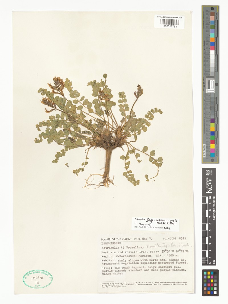 Astragalus fagh-soleimanensis