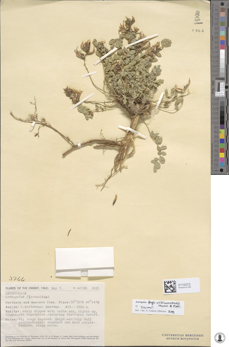 Astragalus fagh-soleimanensis photo 2