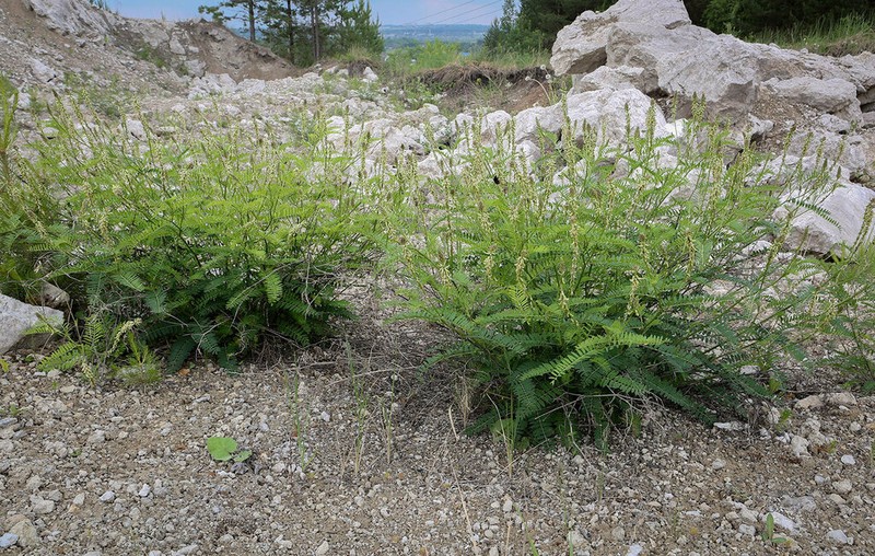 Russian Milkvetch photo 2