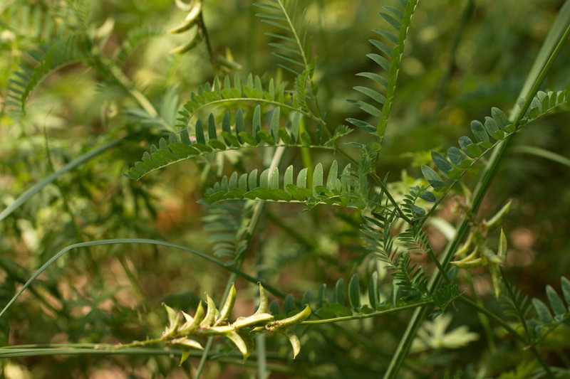Russian Milkvetch photo 3
