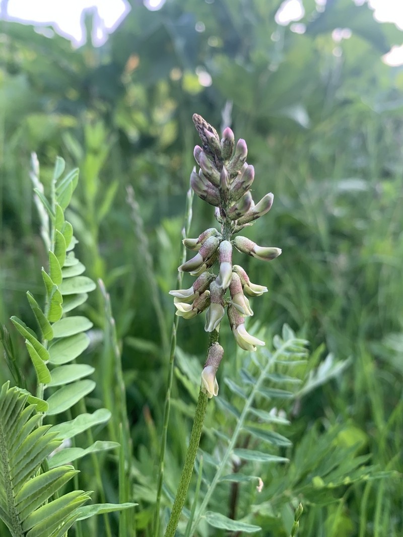 Russian Milkvetch photo 4