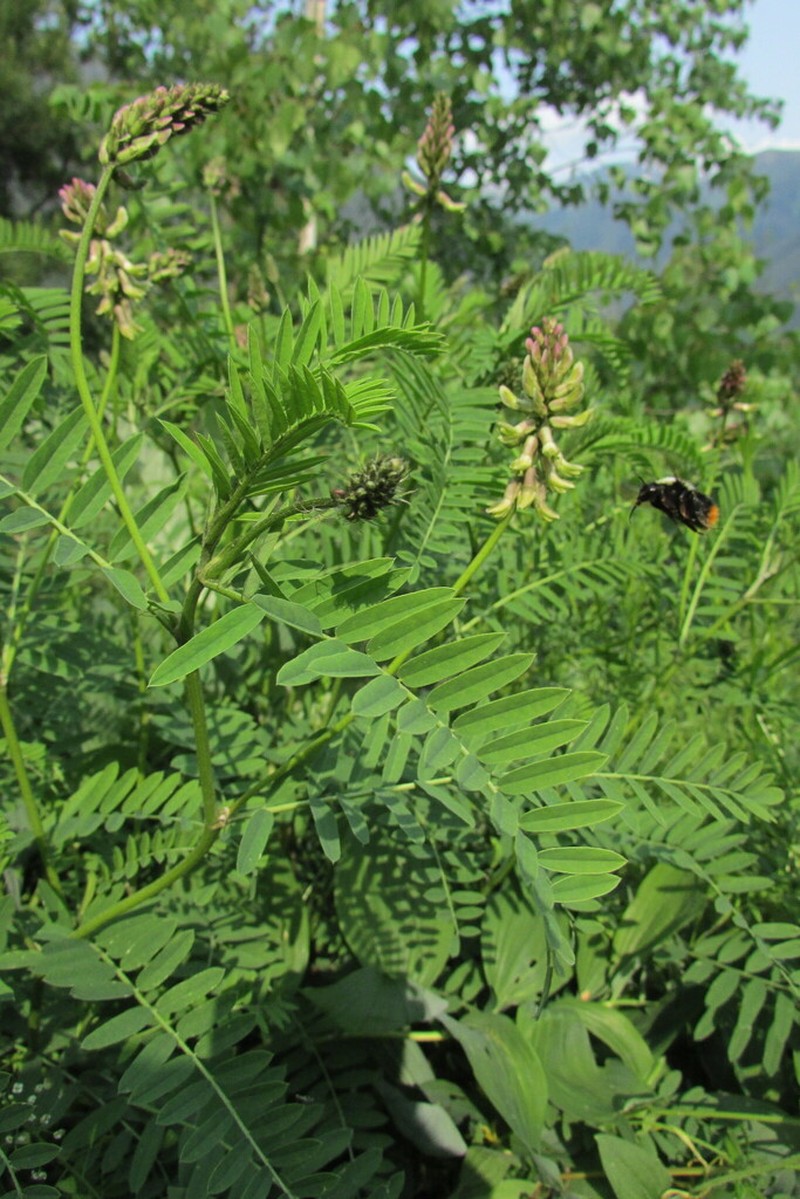 Russian Milkvetch photo 5