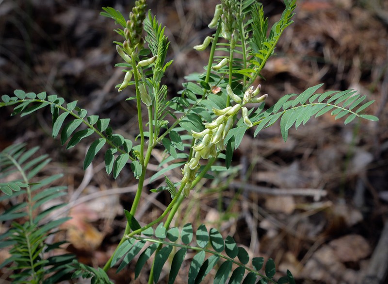 Russian Milkvetch photo 6