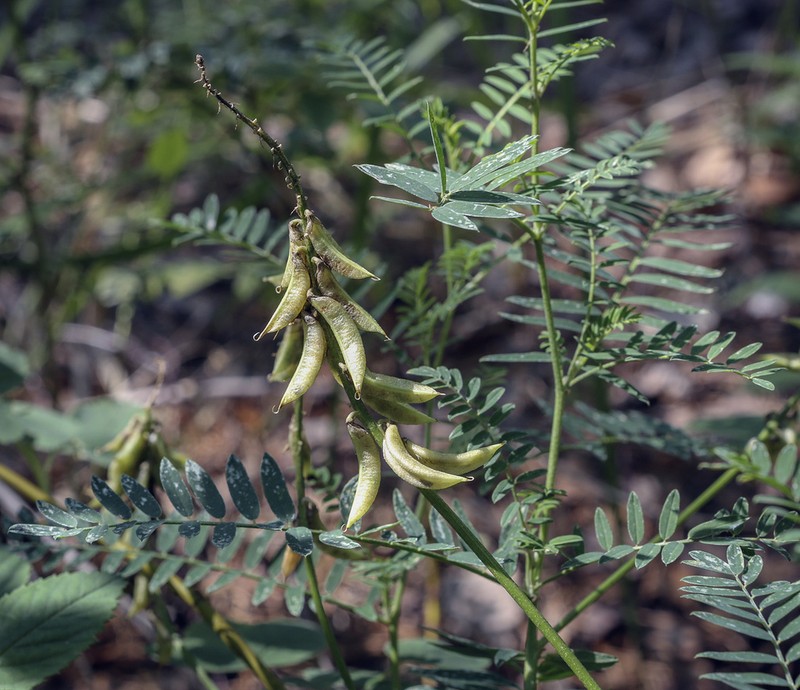 Russian Milkvetch photo 7