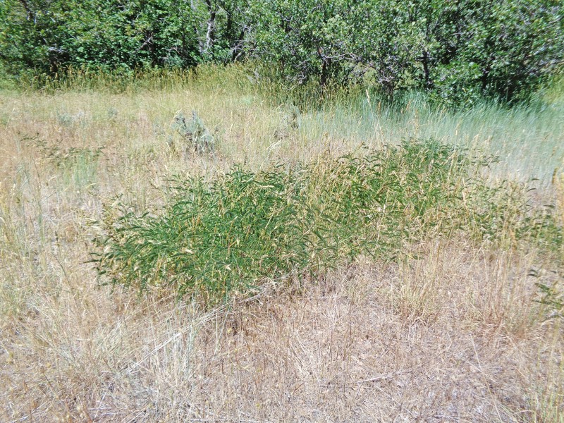 Russian Milkvetch photo 2