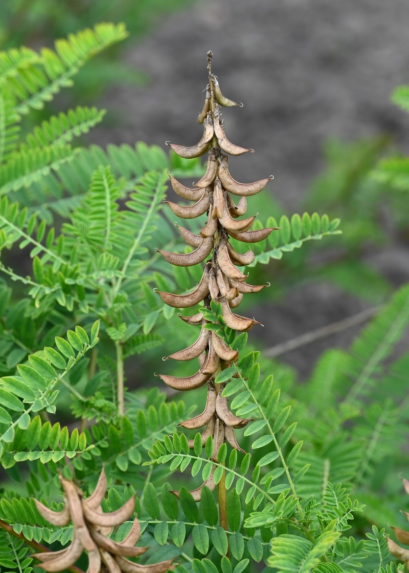 Russian Milkvetch photo 3