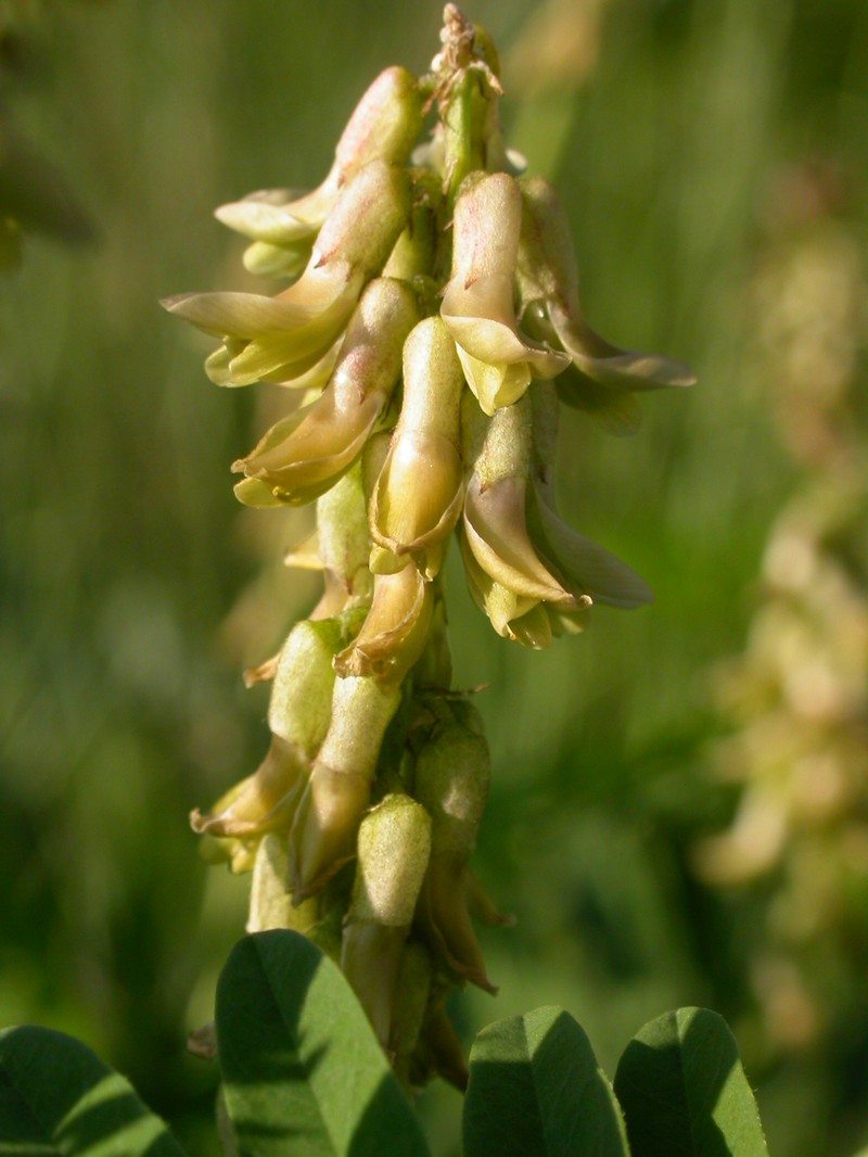 Russian Milkvetch photo 4