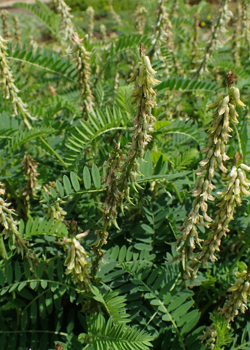 Russian Milkvetch photo 5
