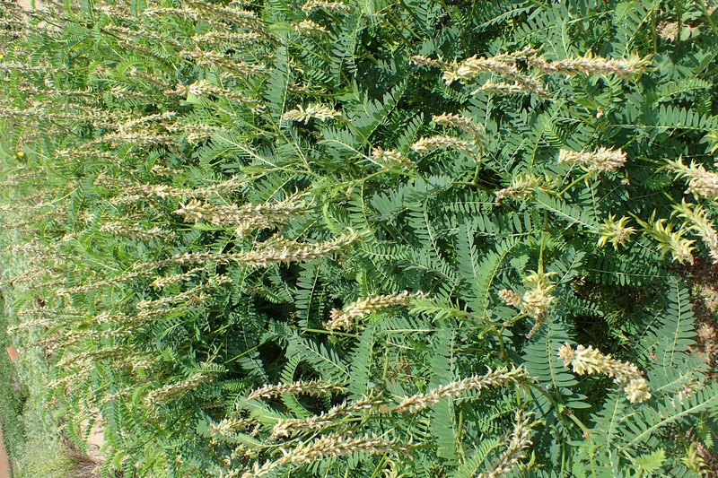 Russian Milkvetch photo 6