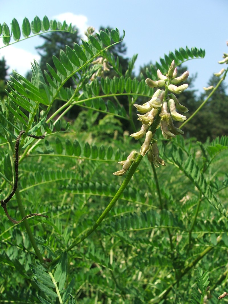 Russian Milkvetch photo 7