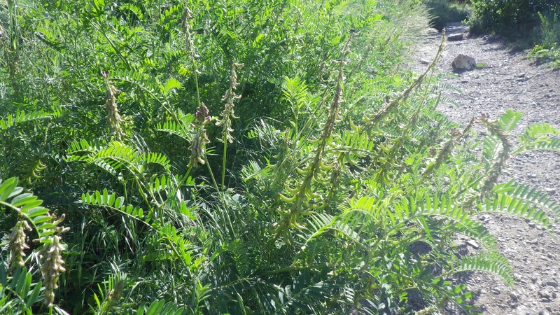 Russian Milkvetch photo 8