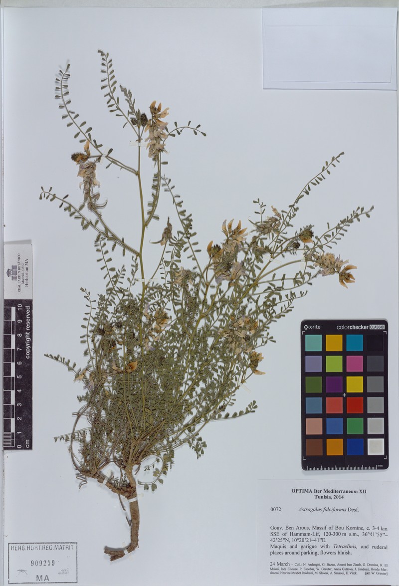 Astragalus falciformis
