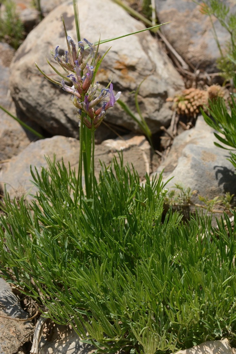 Astragalus falcigerus