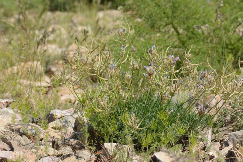 Astragalus falcigerus photo 2