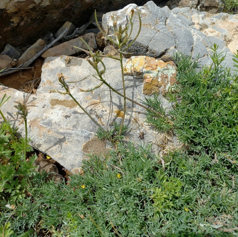 Astragalus falcigerus photo 3