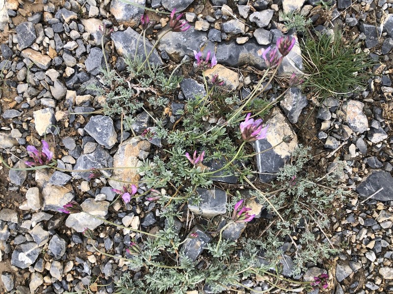Astragalus falcigerus photo 4