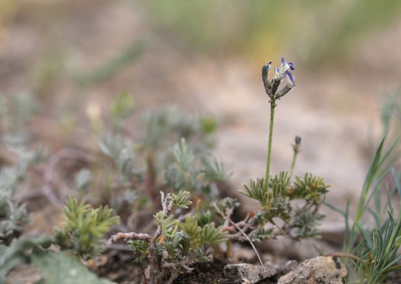 Astragalus falcigerus photo 5
