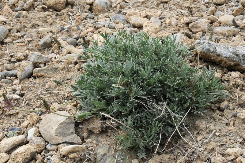 Astragalus falcigerus photo 6