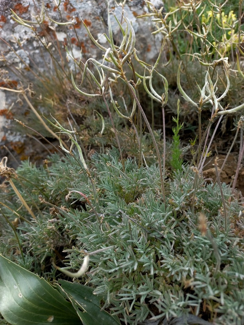 Astragalus falcigerus photo 7