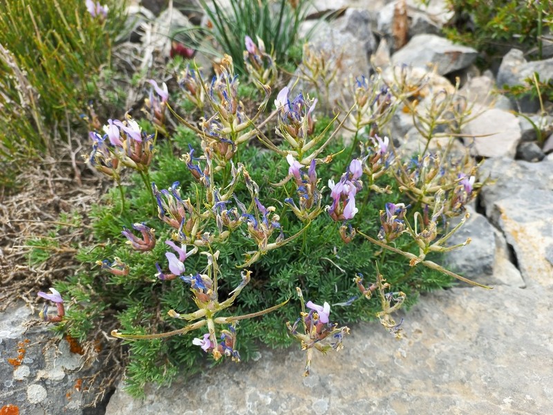 Astragalus falcigerus photo 8