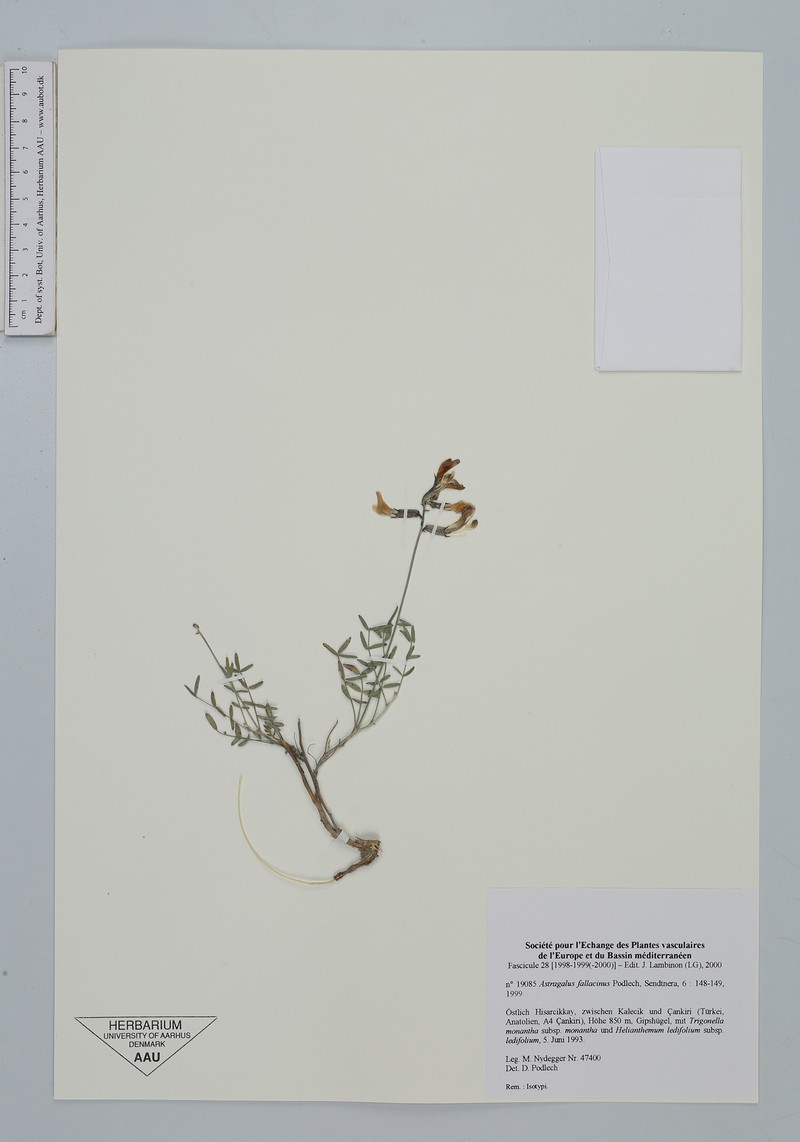 Astragalus fallacinus