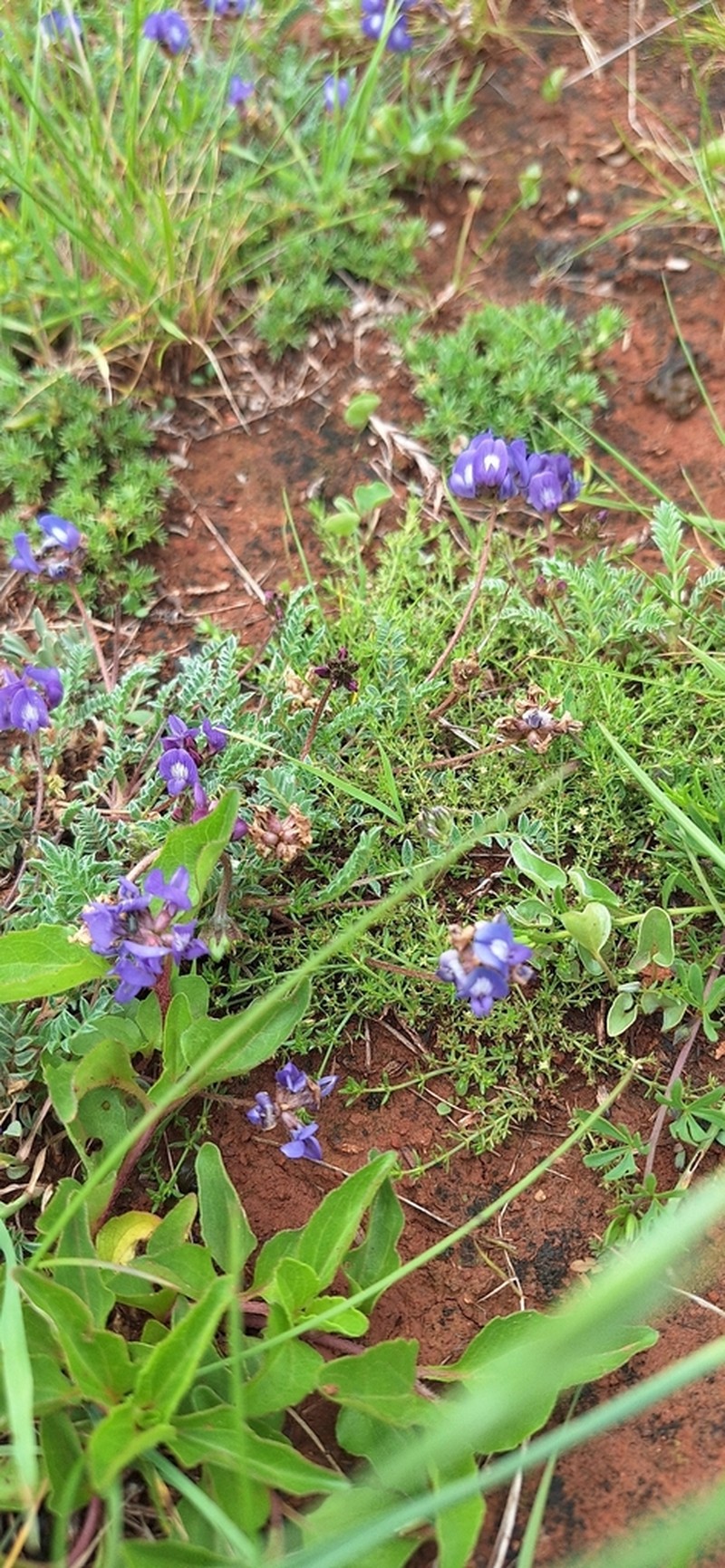 Astragalus famatinae