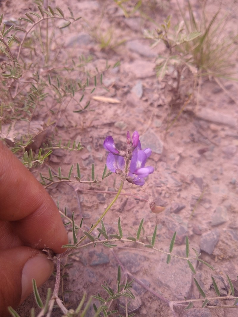 Astragalus famatinae photo 2