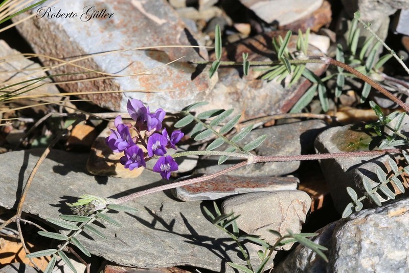 Astragalus famatinae photo 3