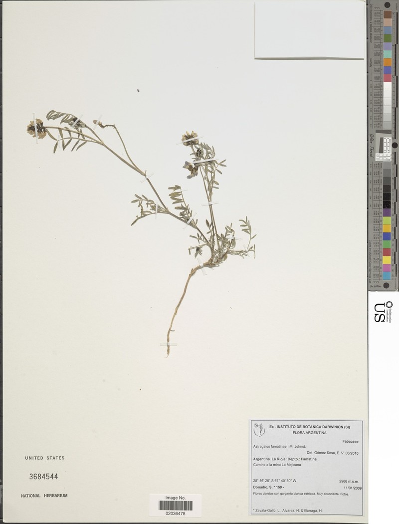 Astragalus famatinae photo 5