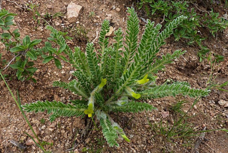 Astragalus farctissimus