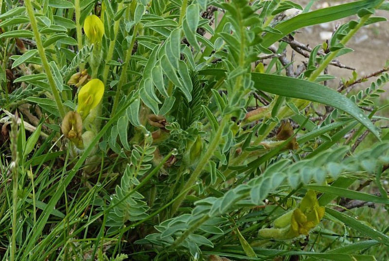 Astragalus farctissimus photo 2