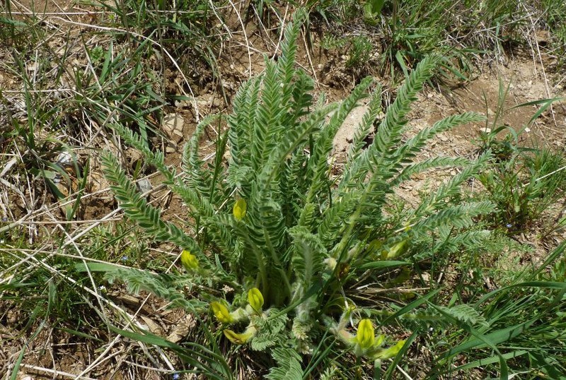 Astragalus farctissimus photo 3